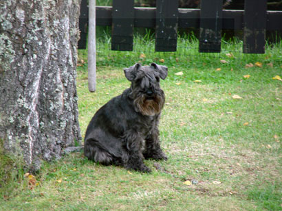 brallan